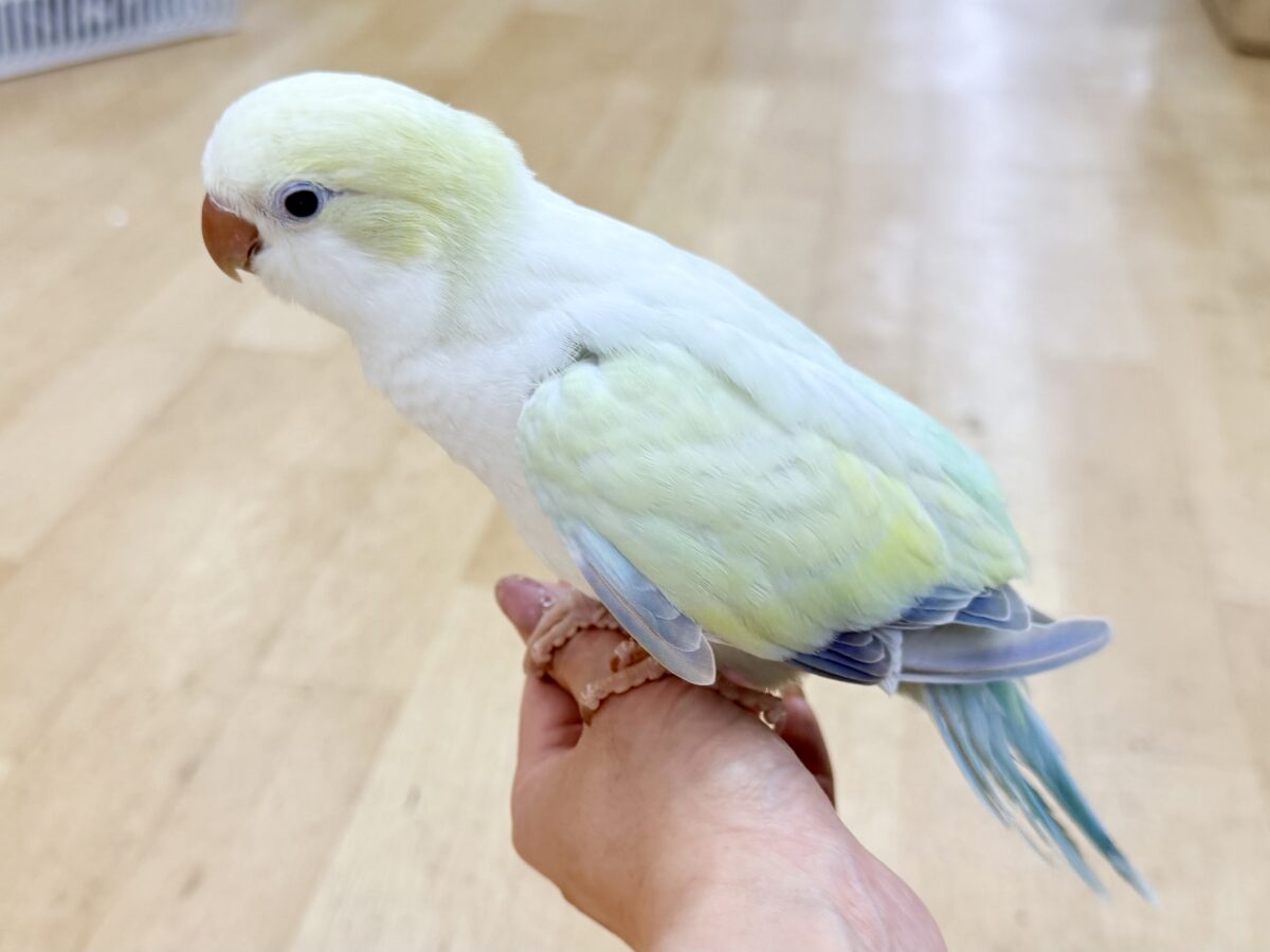 オキナインコ