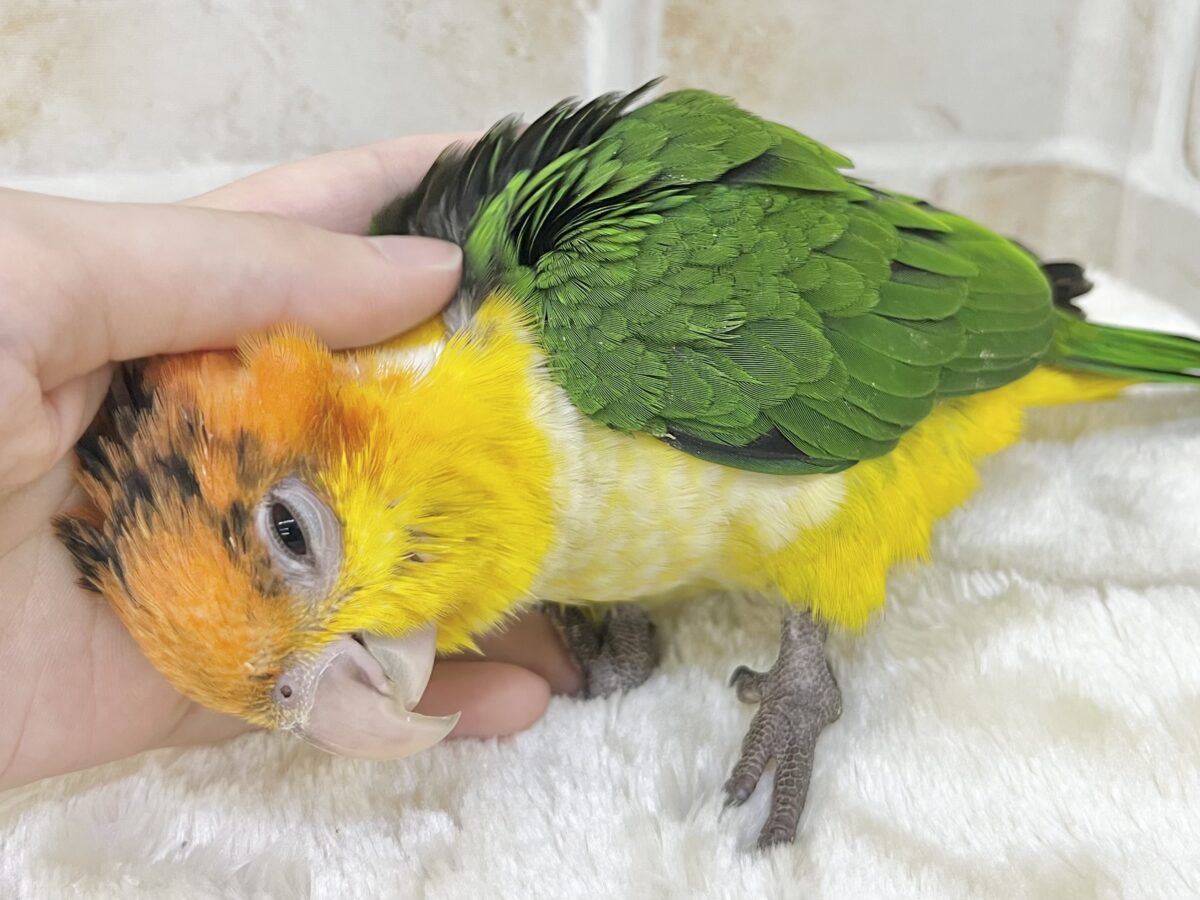 【🆙最新画像あり‼️】キラキラおめめの甘えん坊ちゃん🥰✨ シロハラインコ シロハラインコ