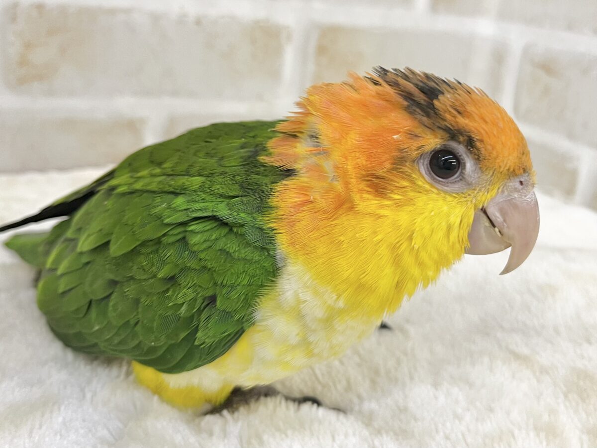 【🆙最新画像あり‼️】キラキラおめめの甘えん坊ちゃん🥰✨ シロハラインコ シロハラインコ