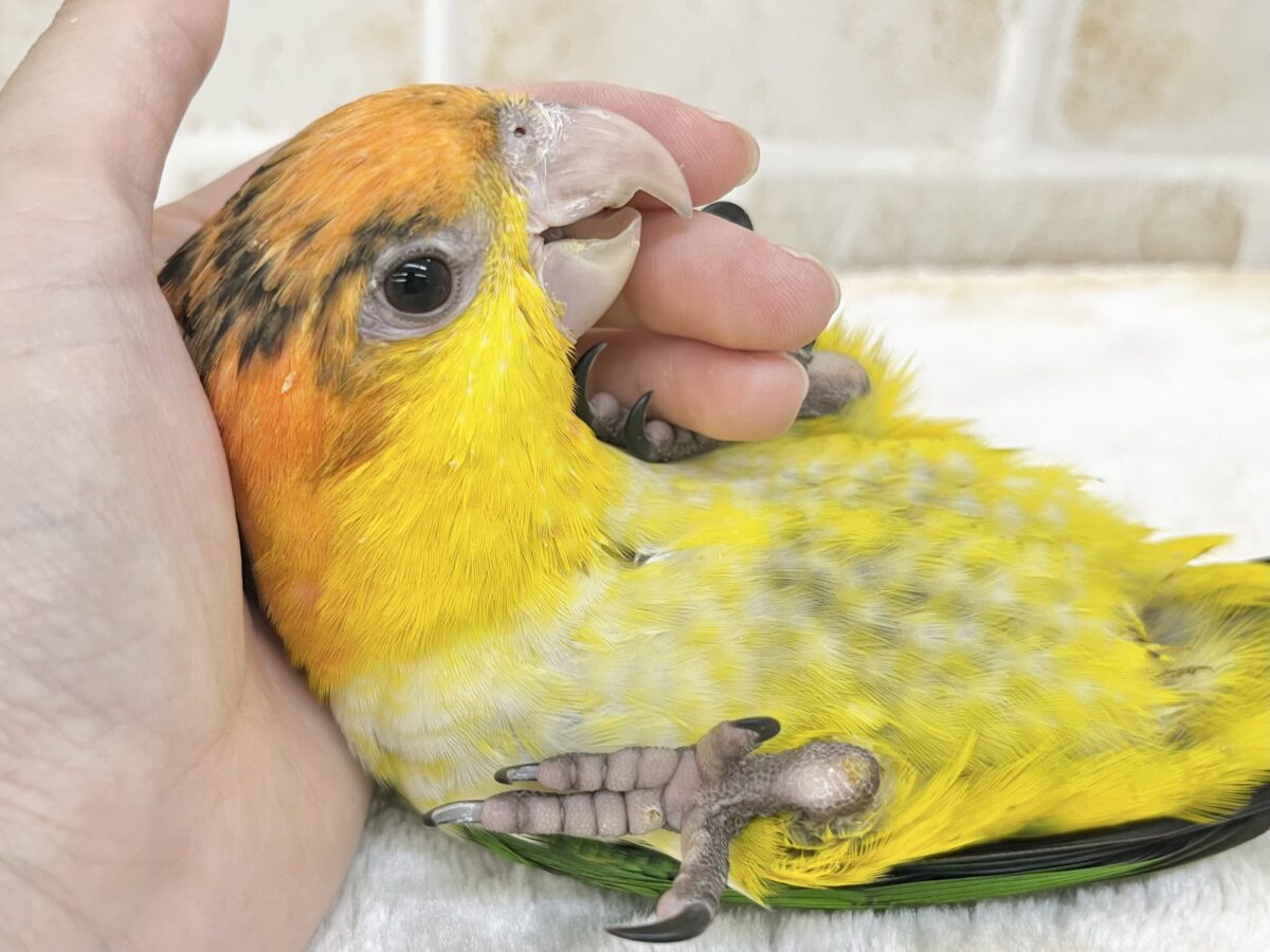 【🆙最新画像あり‼️】キラキラおめめの甘えん坊ちゃん🥰✨ シロハラインコ シロハラインコ