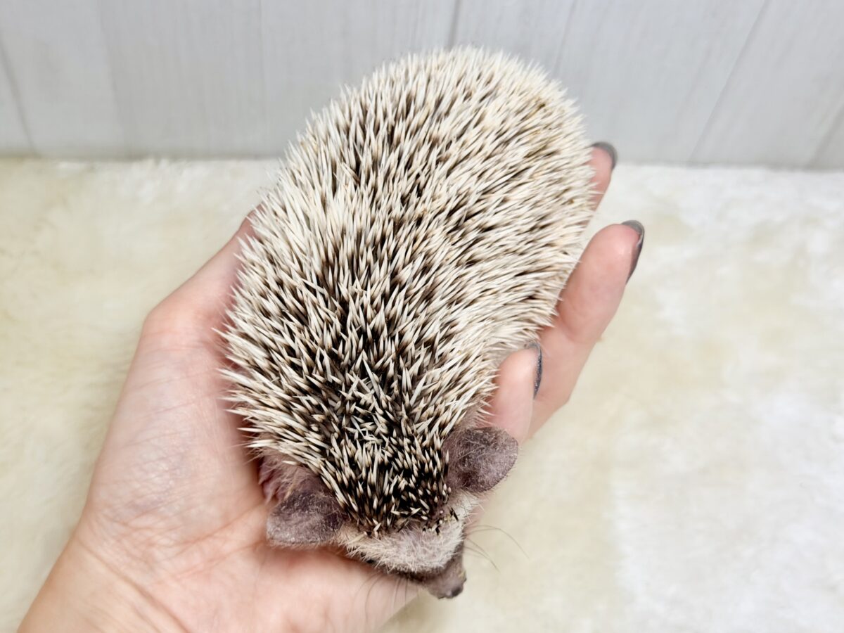 おっとりさんで触れ合いできちゃう💓ヨツユビハリネズミ(パイド)のベビー入荷しました♥️ ハリネズミ(ヨツユビハリネズミ)