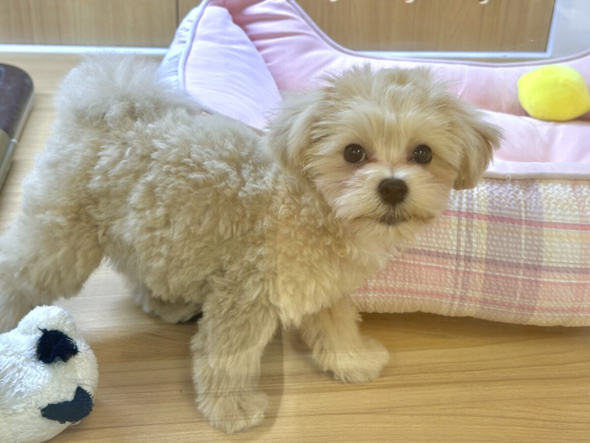 マルプー