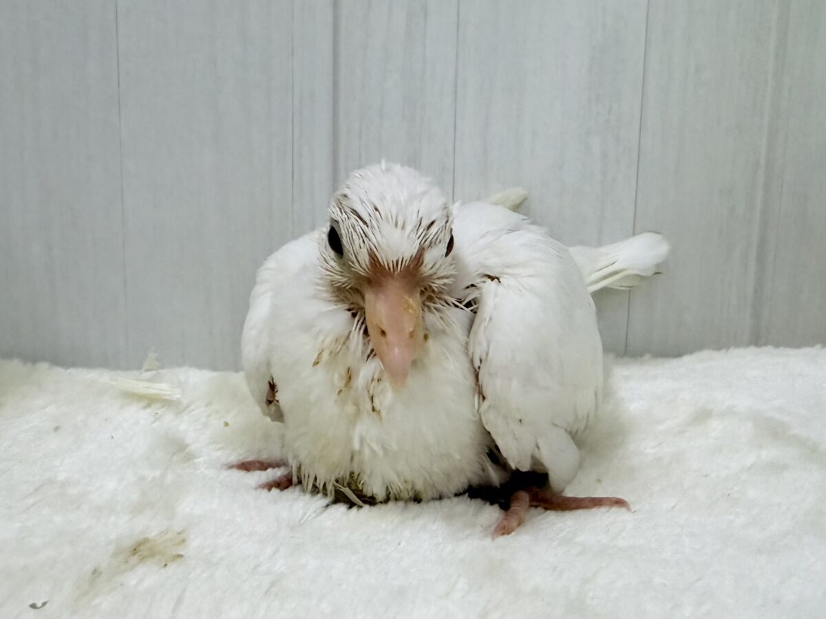 画像更新☆華麗にワキワキダンス披露中〜🕊🍀.∘ギンバトのヒナ入荷しました❤️ ギンバト