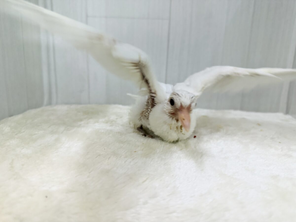 画像更新☆華麗にワキワキダンス披露中〜🕊🍀.∘ギンバトのヒナ入荷しました❤️ ギンバト
