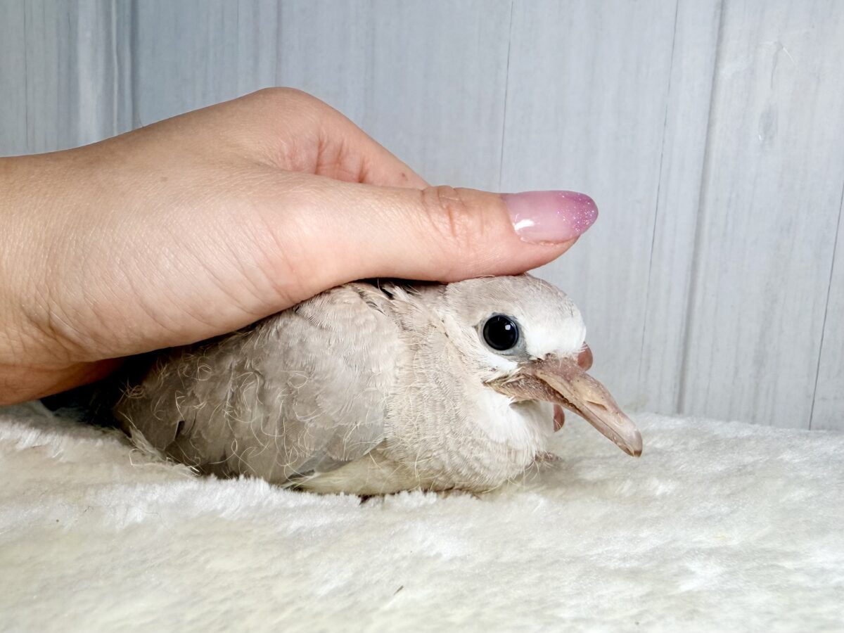 画像更新☆まん丸おめめがキュート💓1人餌になったよ!ジュズカケバト! ジュズカケバト