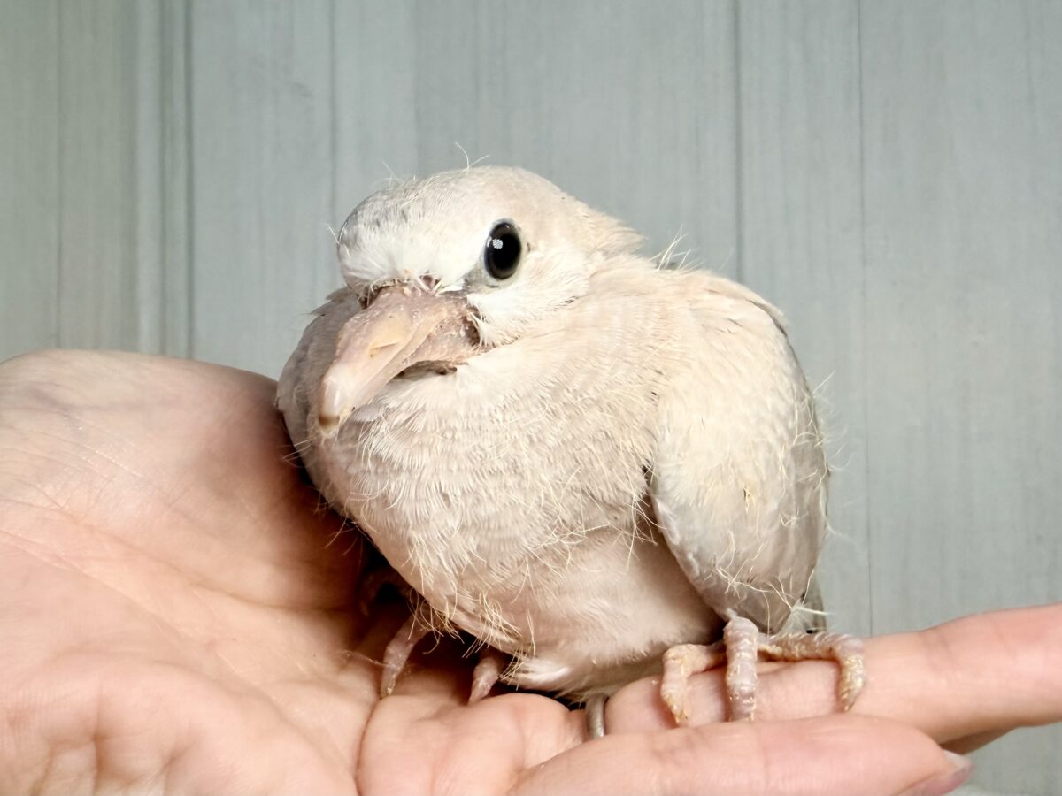 画像更新☆まん丸おめめがキュート💓1人餌になったよ!ジュズカケバト! ジュズカケバト