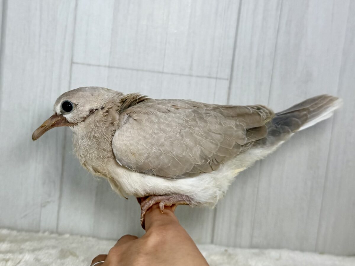 画像更新☆まん丸おめめがキュート💓1人餌になったよ!ジュズカケバト! ジュズカケバト