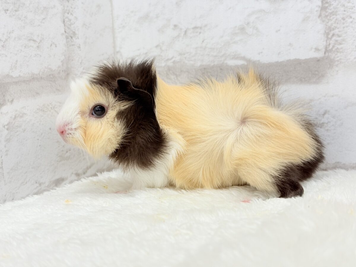 【最新画像更新🪄】ツムジたくさん🌀くせ毛ヘアー🐹🌿アビシニアンモルモット(男の子) アビシニアンモルモット