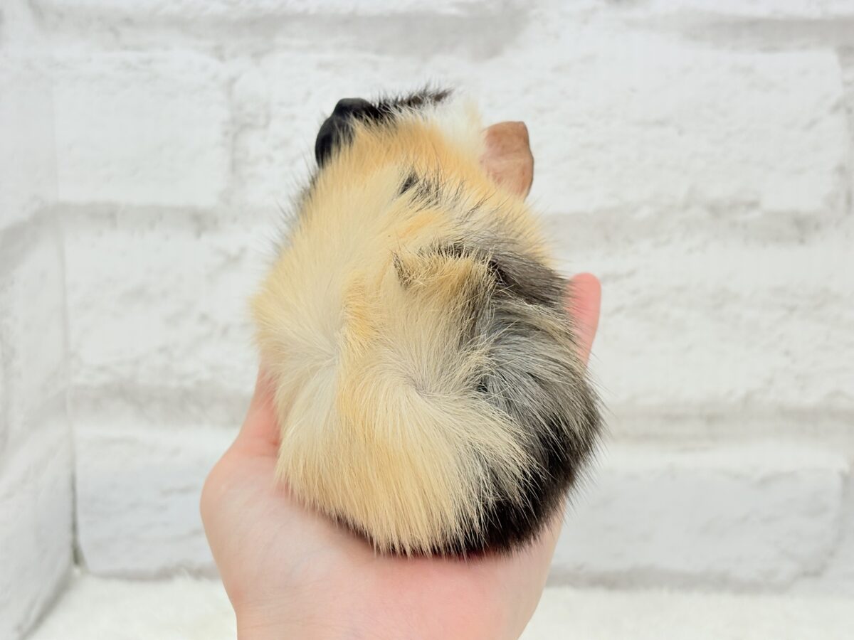 【最新画像更新🪄】ツムジたくさん🌀くせ毛ヘアー🐹🌿アビシニアンモルモット(男の子) アビシニアンモルモット