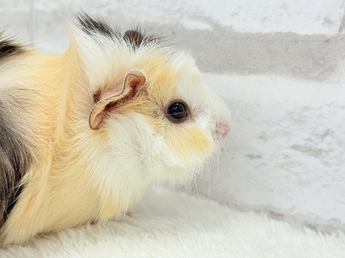 【最新画像更新🪄】ツムジたくさん🌀くせ毛ヘアー🐹🌿アビシニアンモルモット(男の子) アビシニアンモルモット