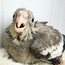 濃ゆ〜い✨️オカメインコのヒナ(ノーマル)入荷しました❤️
