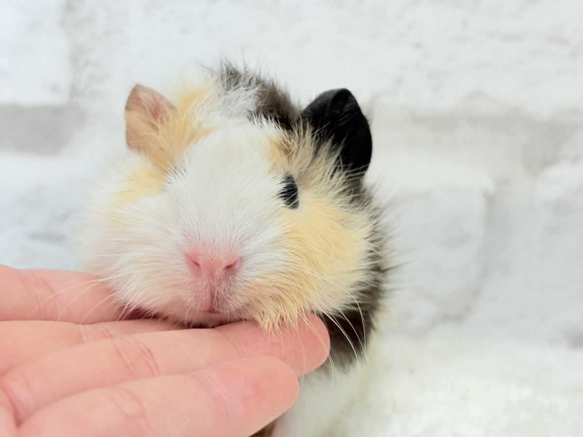 【最新画像更新🪄】ツムジたくさん🌀くせ毛ヘアー🐹🌿アビシニアンモルモット(男の子) アビシニアンモルモット
