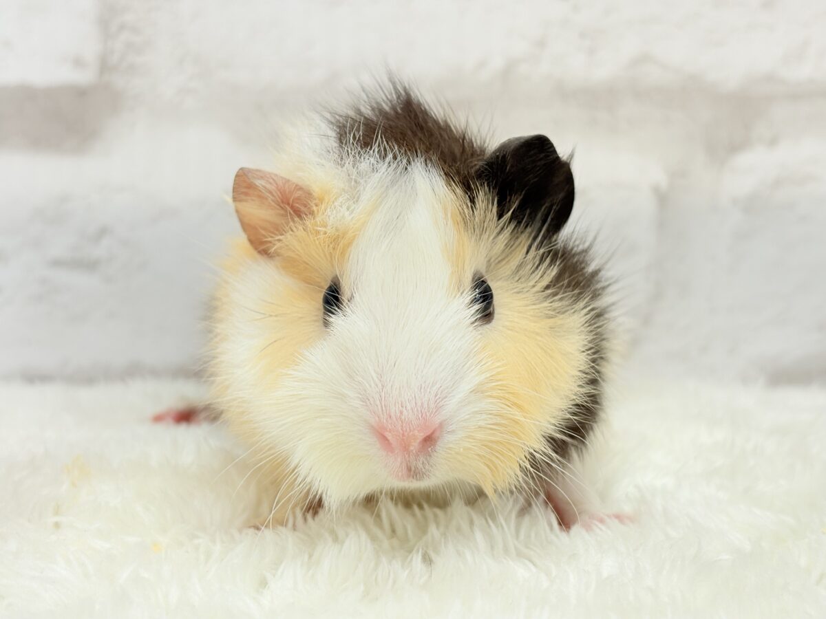 【最新画像更新🪄】ツムジたくさん🌀くせ毛ヘアー🐹🌿アビシニアンモルモット(男の子) アビシニアンモルモット