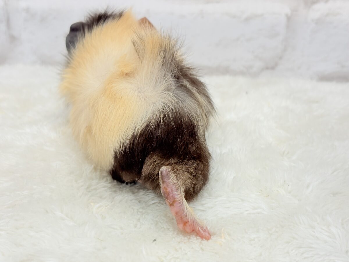 【最新画像更新🪄】ツムジたくさん🌀くせ毛ヘアー🐹🌿アビシニアンモルモット(男の子) アビシニアンモルモット