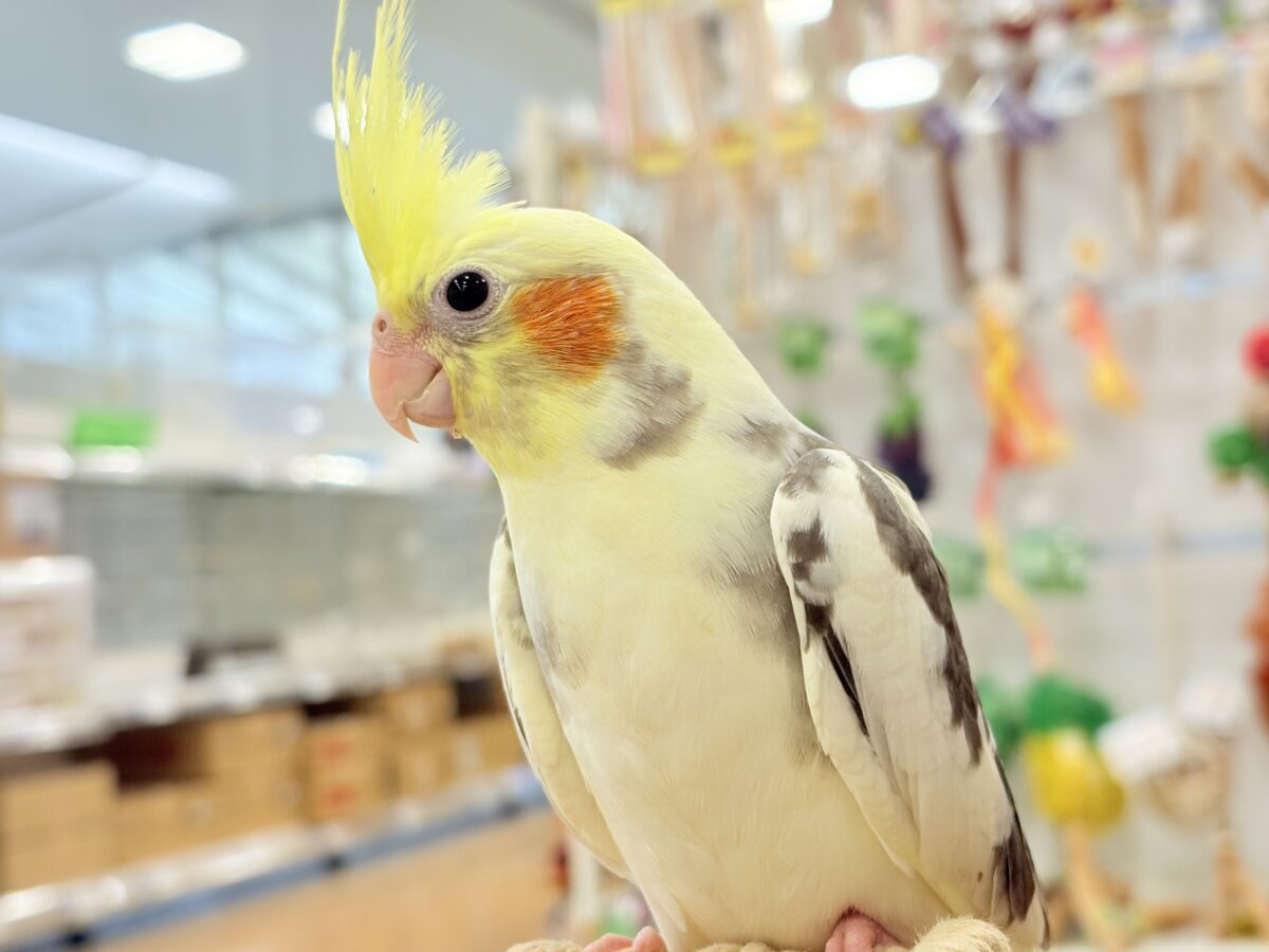 オカメインコ