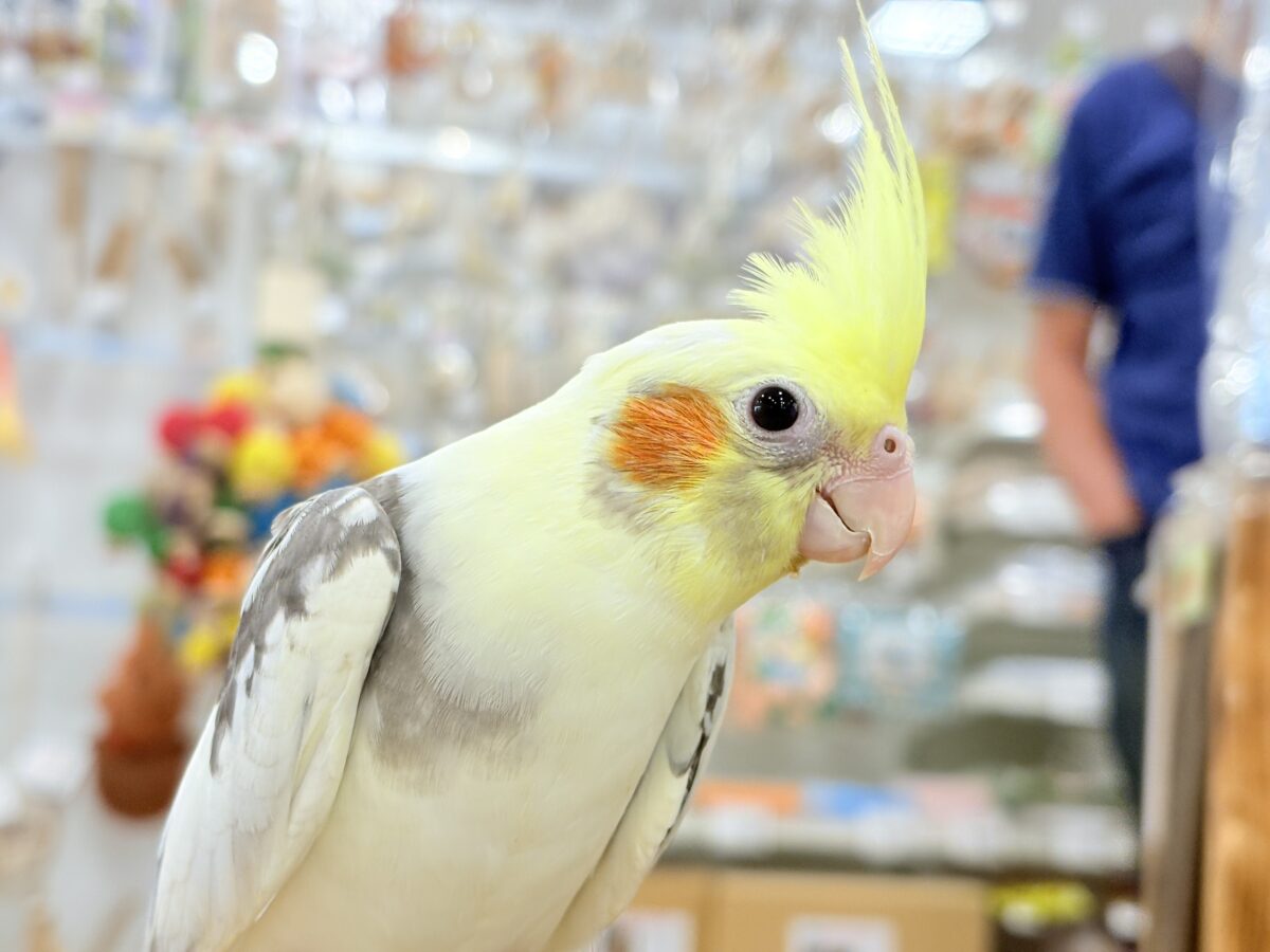 オカメインコ