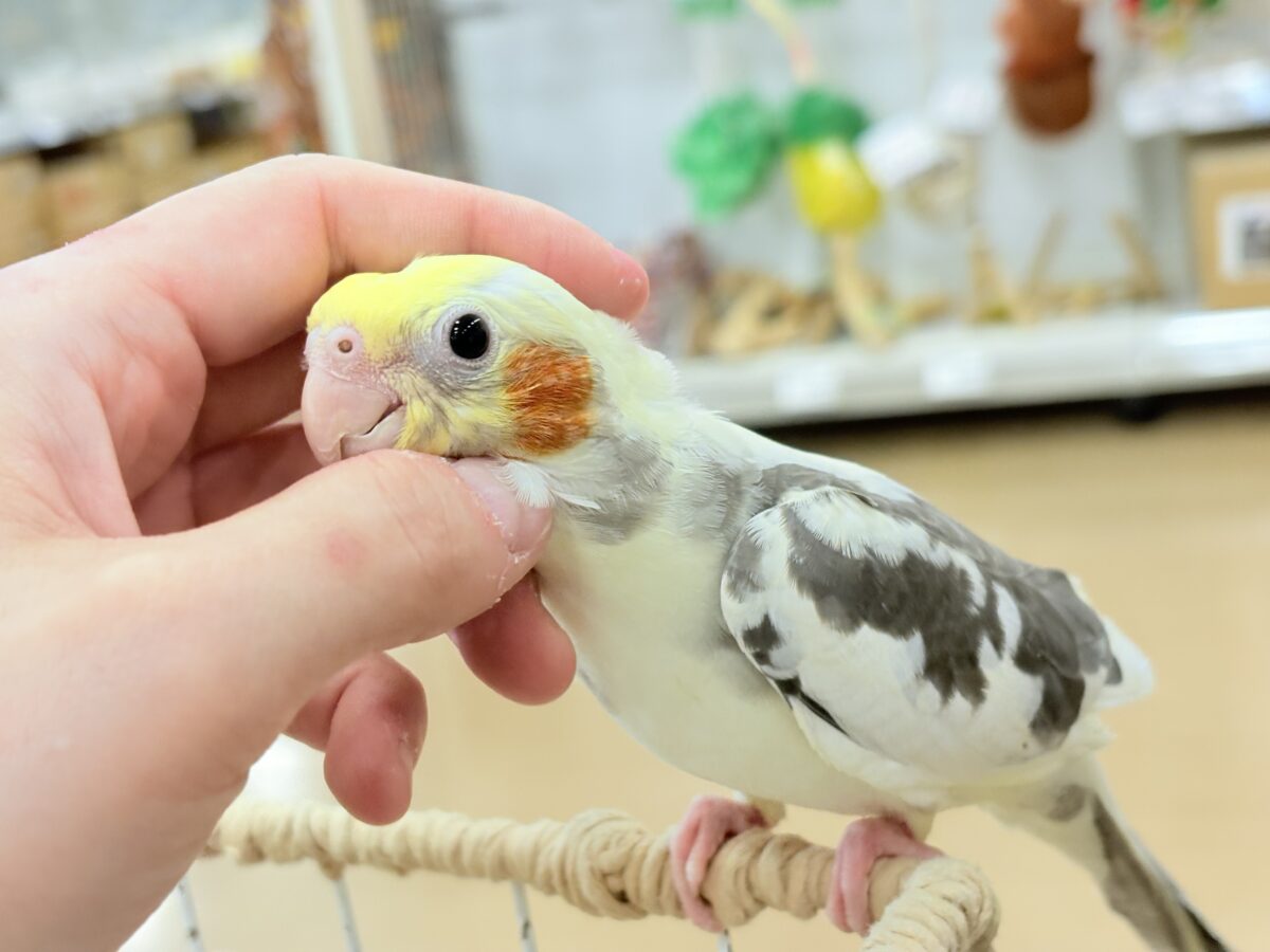 オカメインコ