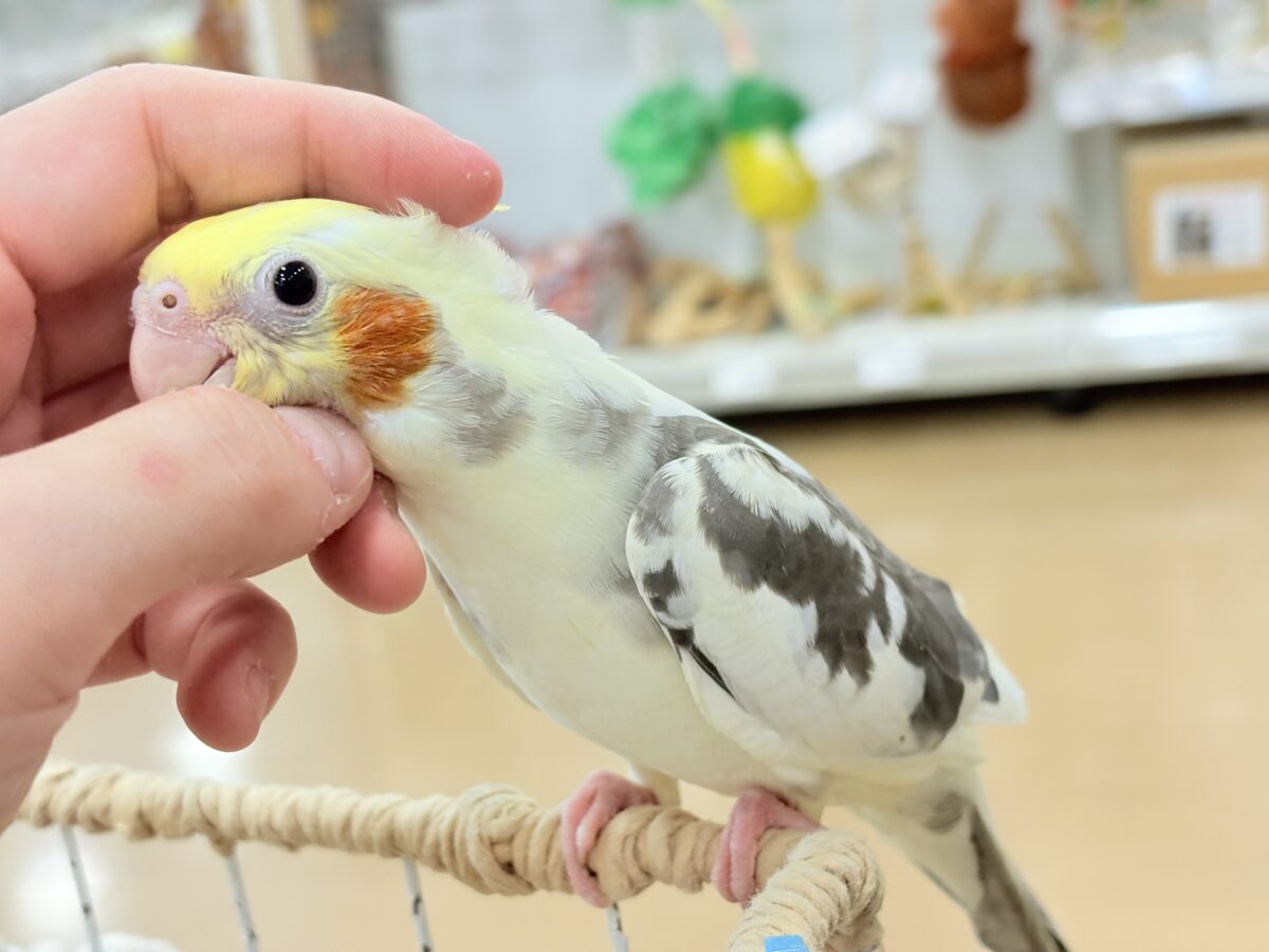 オカメインコ