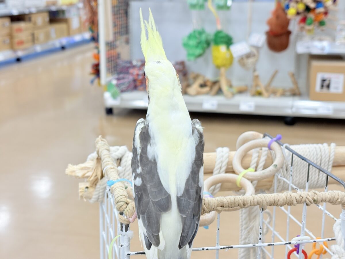 オカメインコ