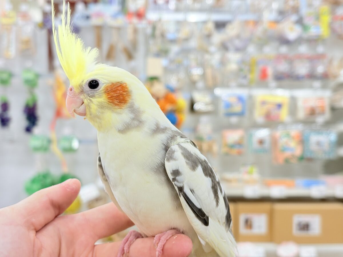 オカメインコ