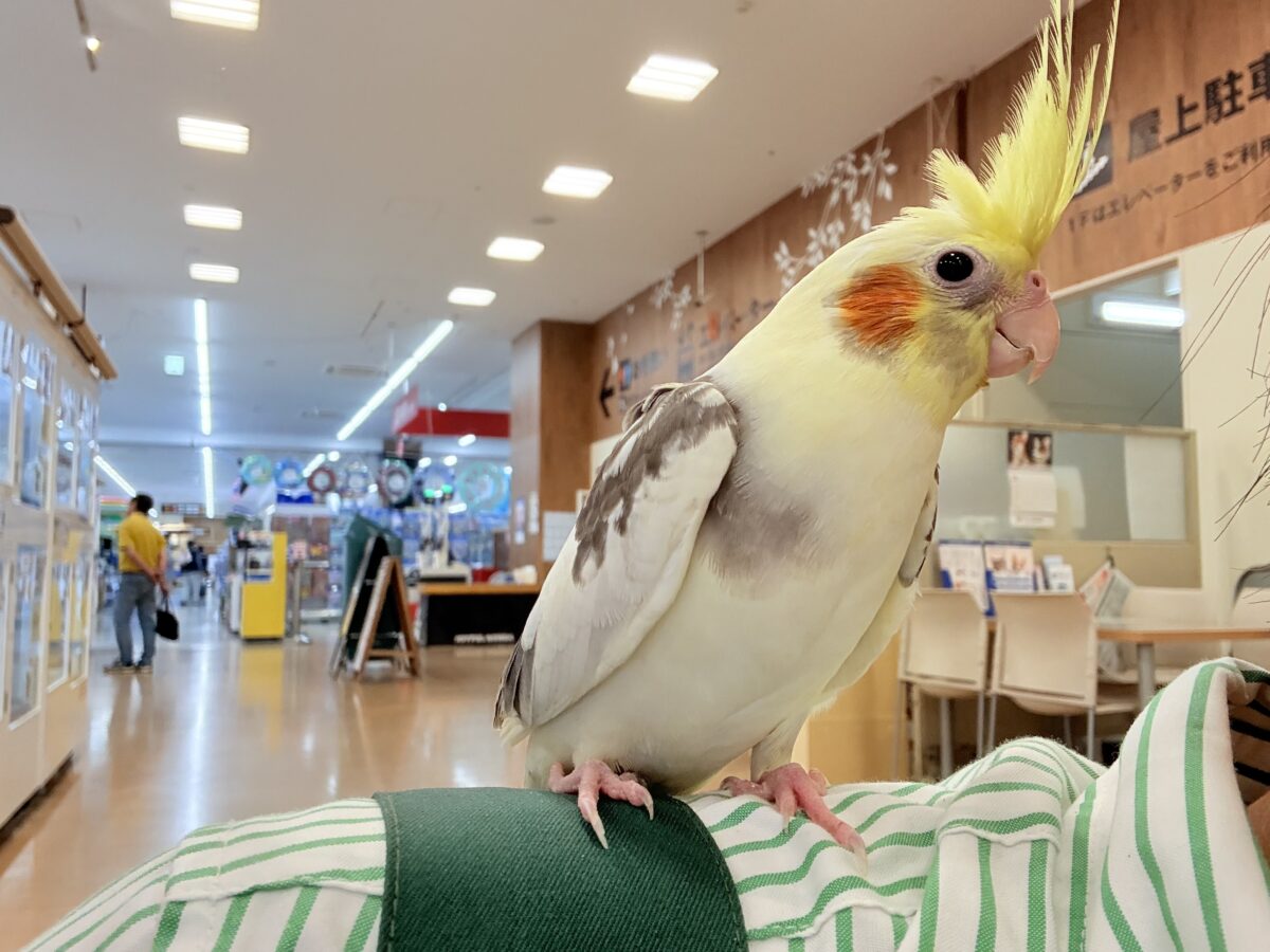 オカメインコ