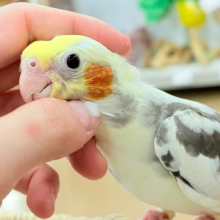 可愛いお顔♡甘々な性格♡オカメインコ(パイド)