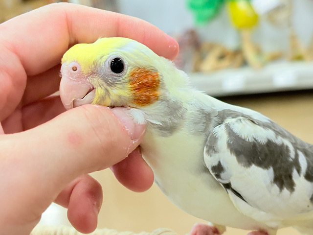 可愛いお顔♡甘々な性格♡オカメインコ(パイド)