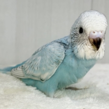 明るい水色️🩵ライトブルーの綺麗なセキセイインコのヒナ入荷しました❤️