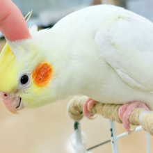ずっしり♡かっこよく成長してるよ♡オカメインコ(ルチノー)