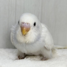 やっぱり綺麗だよねぇ🩷️セキセイインコのヒナ(白のダブルファクター)入荷しました❤️