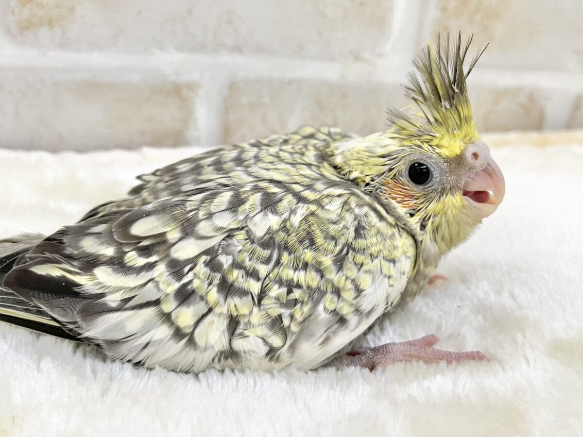 スパンコールみたいな模様✨ オカメインコ(パール) オカメインコ