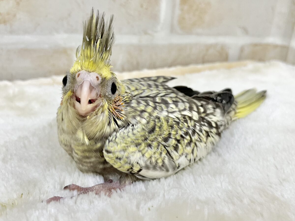 スパンコールみたいな模様✨ オカメインコ(パール) オカメインコ