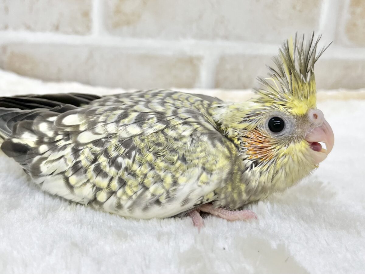 スパンコールみたいな模様✨ オカメインコ(パール) オカメインコ