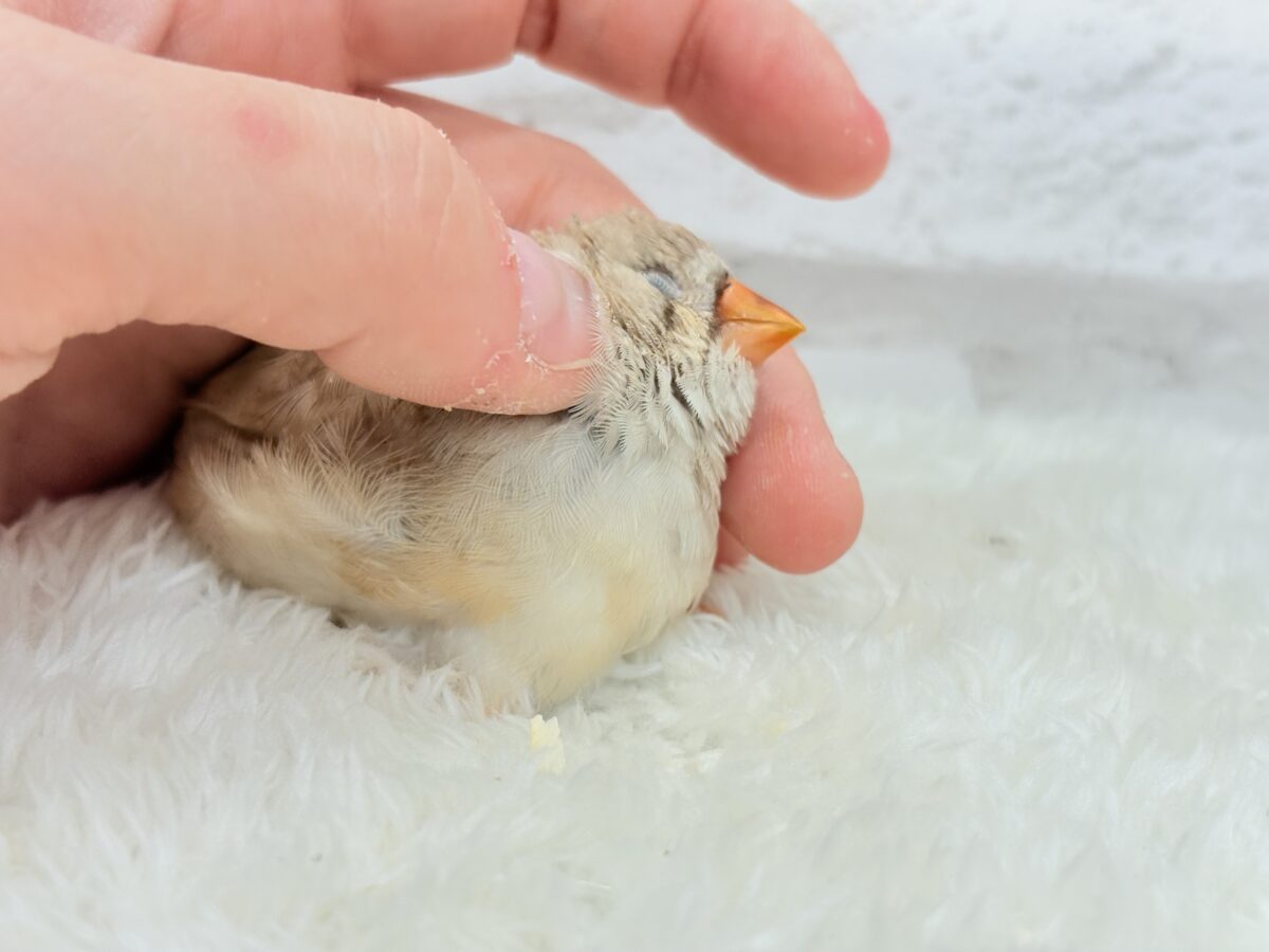 ジャンボキンカチョウ