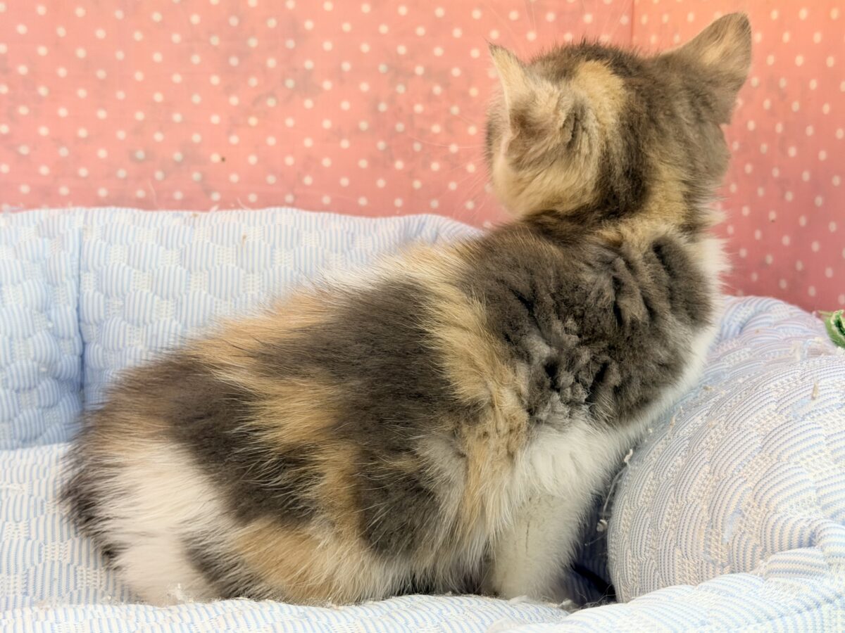 甘ったれGirl👑💕ゴロゴロすりすりコテンっとひっくり返っちゃう😍❤️ スコティッシュフォールド
