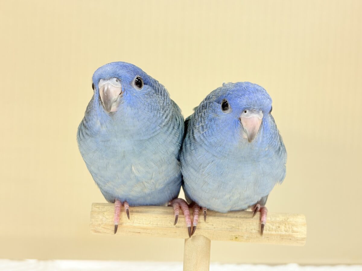 ピーポポ星からやってきた🐥𖤐 ̖́-サザナミインコ(コバルト) ヒナ サザナミインコ