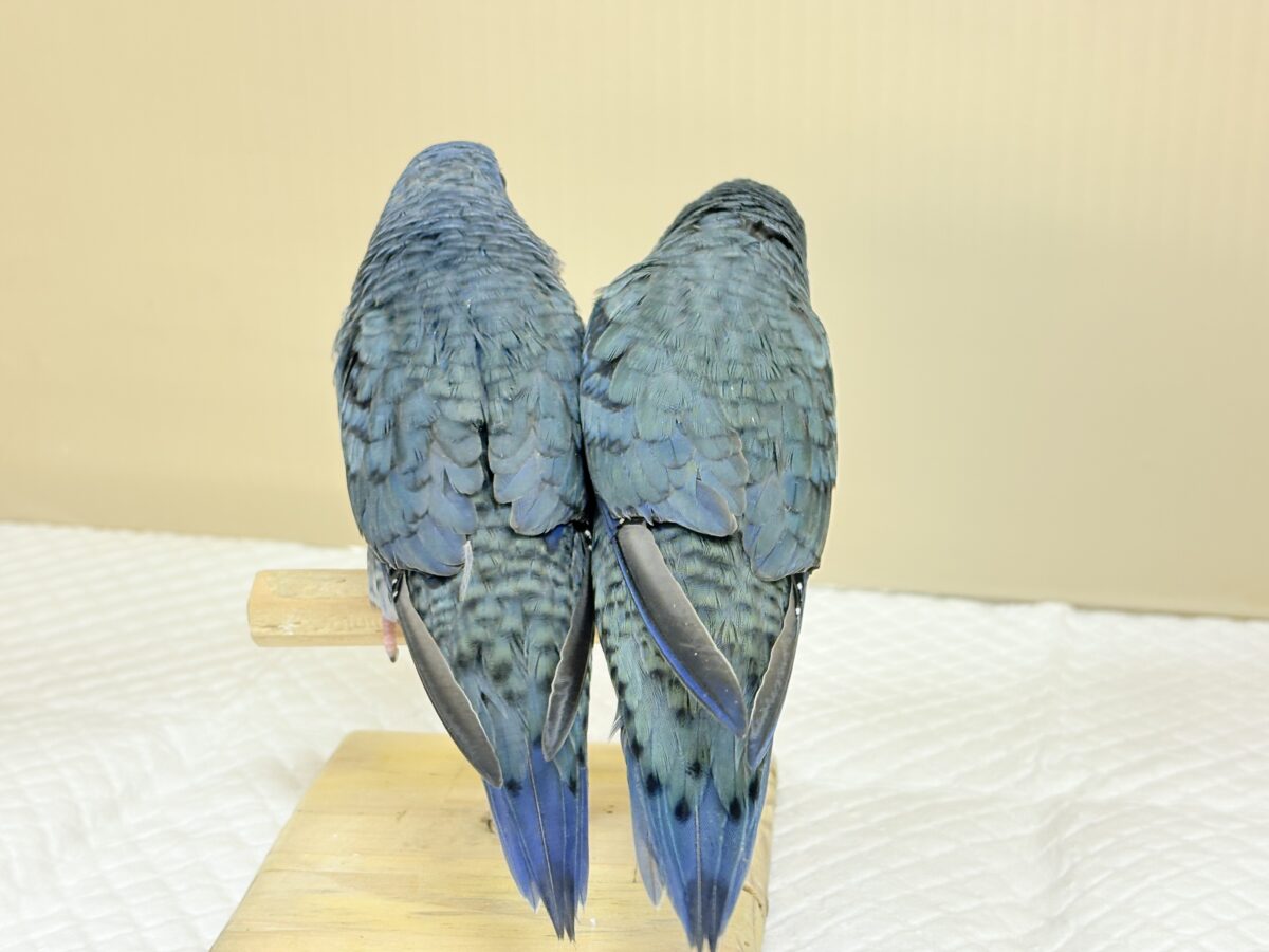 ピーポポ星からやってきた🐥𖤐 ̖́-サザナミインコ(コバルト) ヒナ サザナミインコ