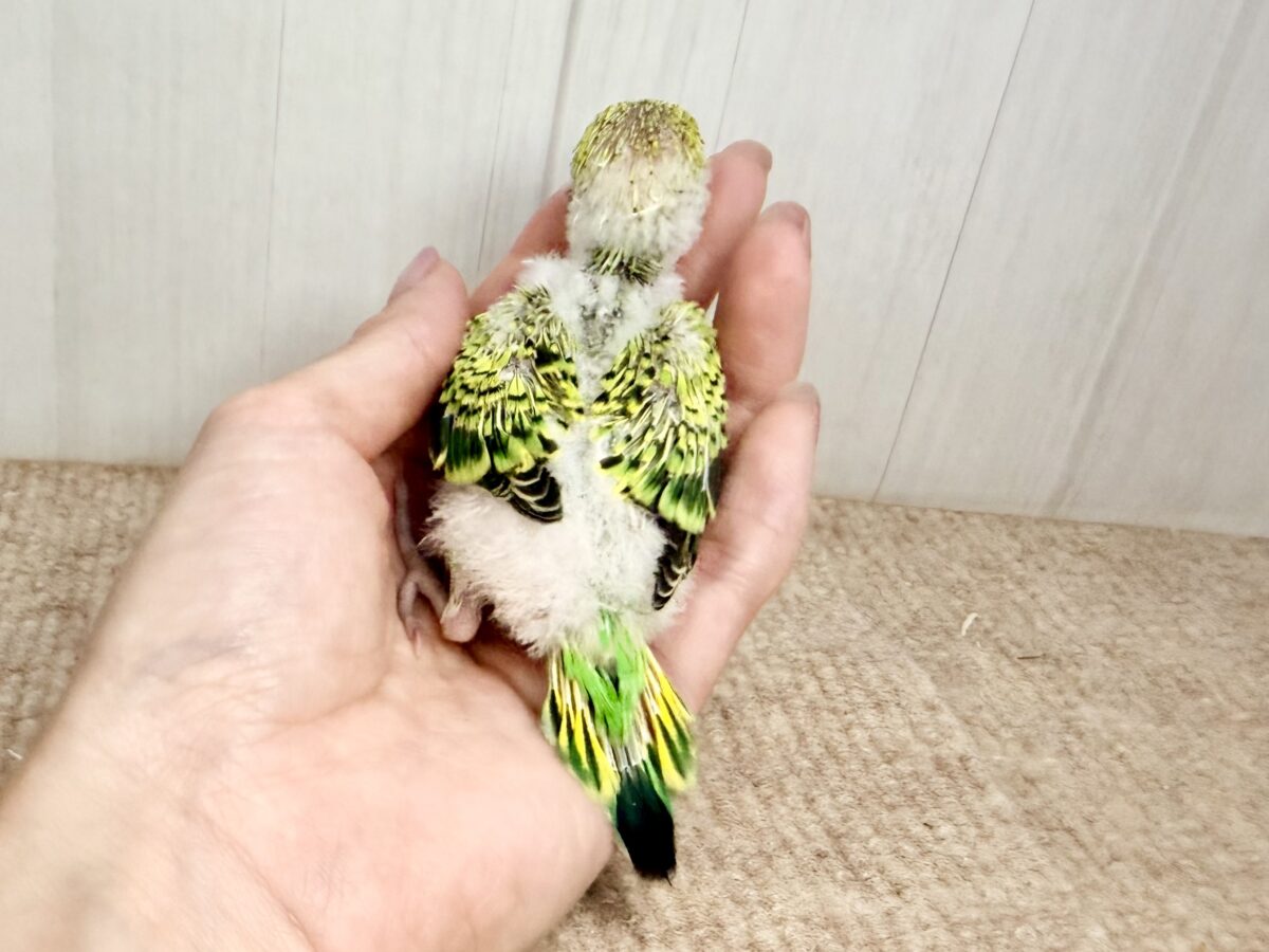 画像更新☆鳩乗り⁉️ちびっこセキセイインコさん(グリーンオパーリン)入荷しました❤️ セキセイインコ