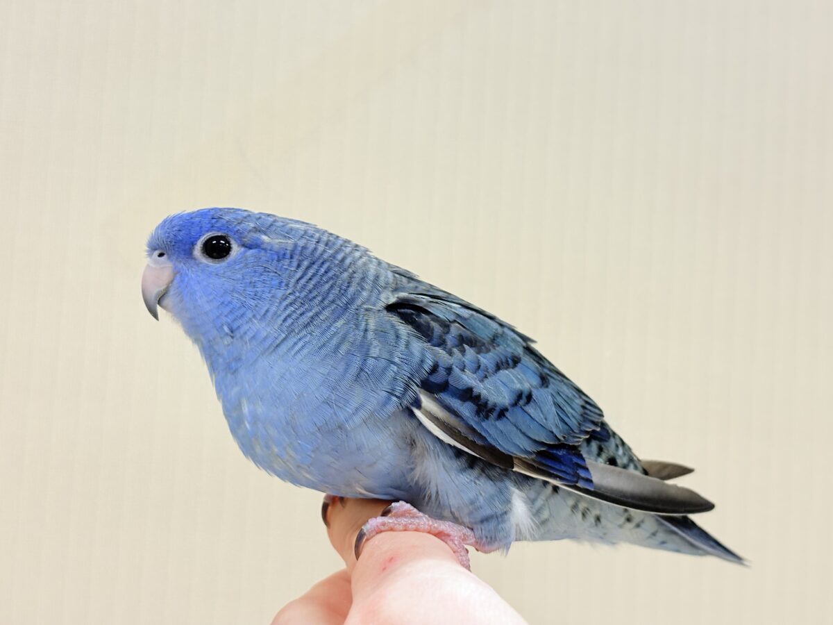 ピーポポ星からやってきた🐥𖤐 ̖́-サザナミインコ(コバルト) ヒナ サザナミインコ