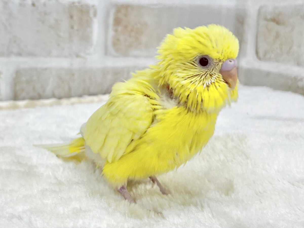 【🆙最新画像あり‼️】甘えん坊のひよこちゃん🐣 セキセイインコ(ルチノー) セキセイインコ