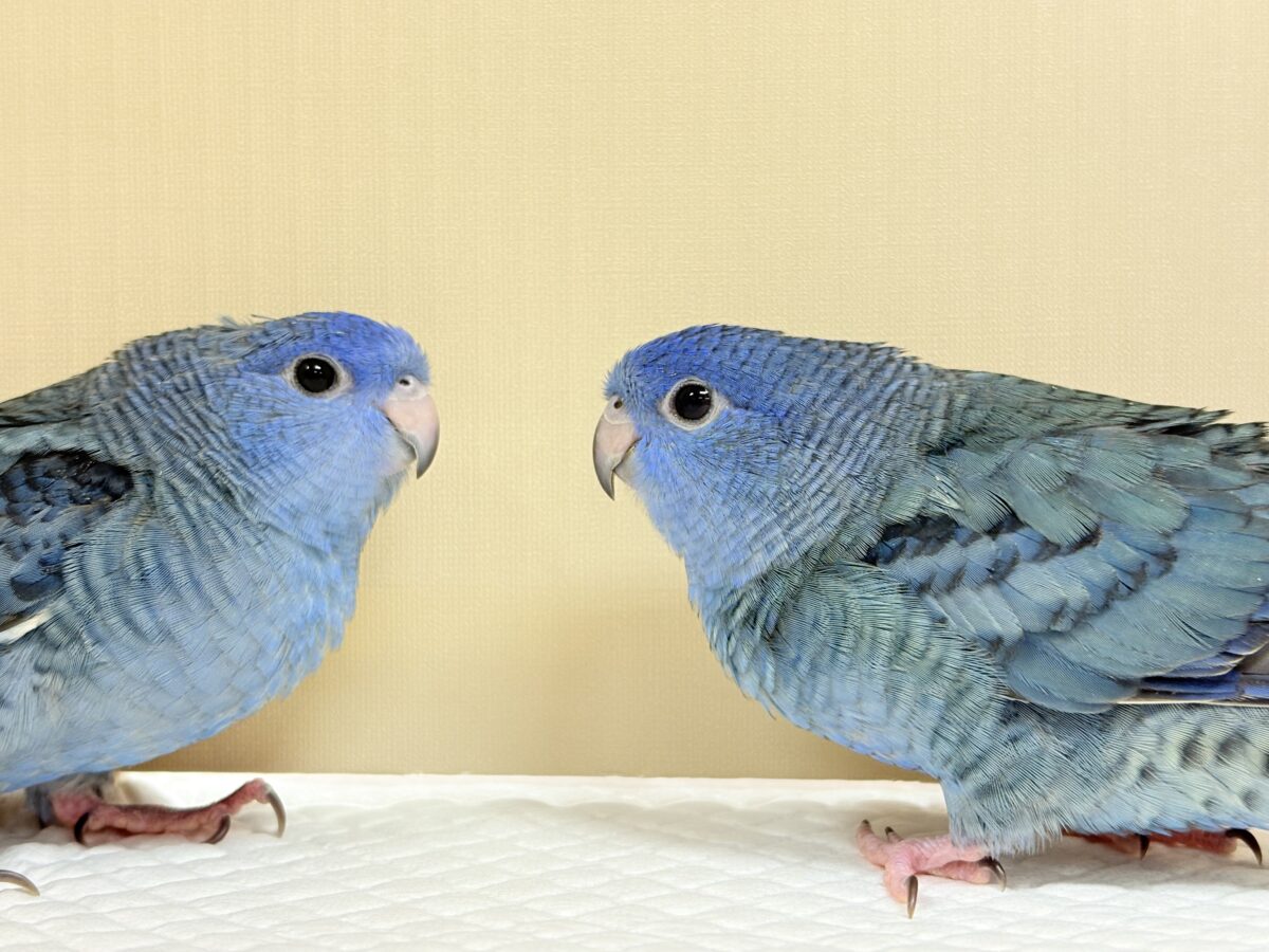ピーポポ星からやってきた🐥𖤐 ̖́-サザナミインコ(コバルト) ヒナ サザナミインコ