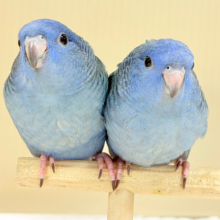 ピーポポ星からやってきた🐥𖤐  ̖́-‬サザナミインコ(コバルト) ヒナ