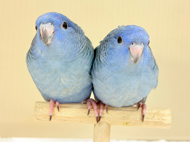 ピーポポ星からやってきた🐥𖤐  ̖́-‬サザナミインコ(コバルト) ヒナ