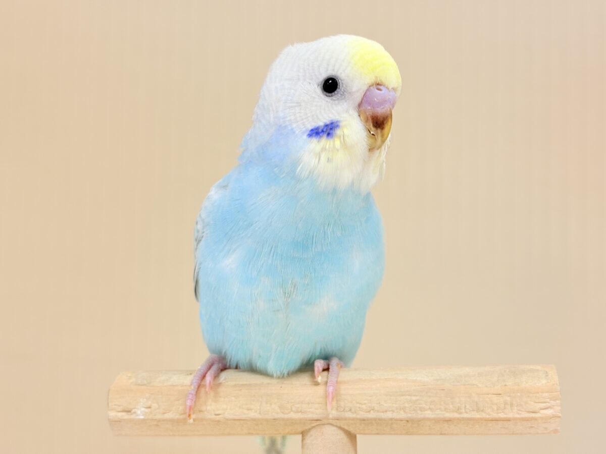 目が合ったら、それはお迎えの合図…🐥💖セキセイインコ(パステルレインボー) ヒナ セキセイインコ