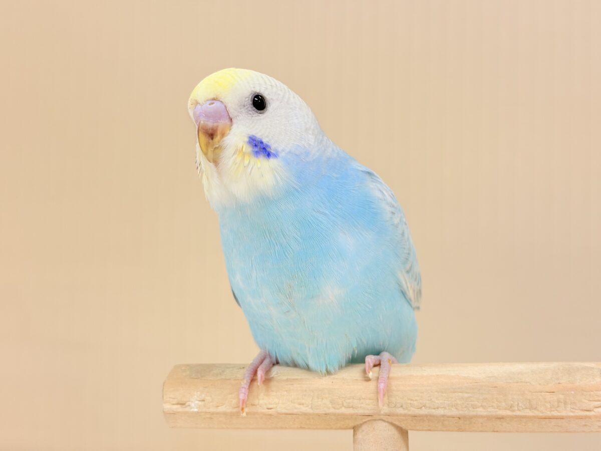 目が合ったら、それはお迎えの合図…🐥💖セキセイインコ(パステルレインボー) ヒナ セキセイインコ