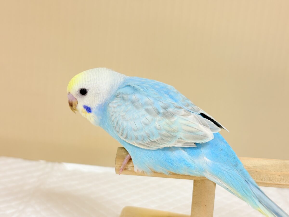目が合ったら、それはお迎えの合図…🐥💖セキセイインコ(パステルレインボー) ヒナ セキセイインコ