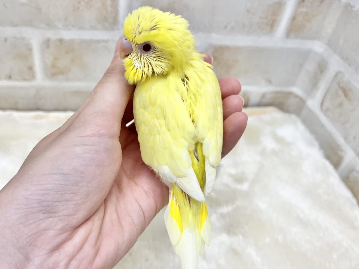 【🆙最新画像あり‼️】甘えん坊のひよこちゃん🐣 セキセイインコ(ルチノー) セキセイインコ