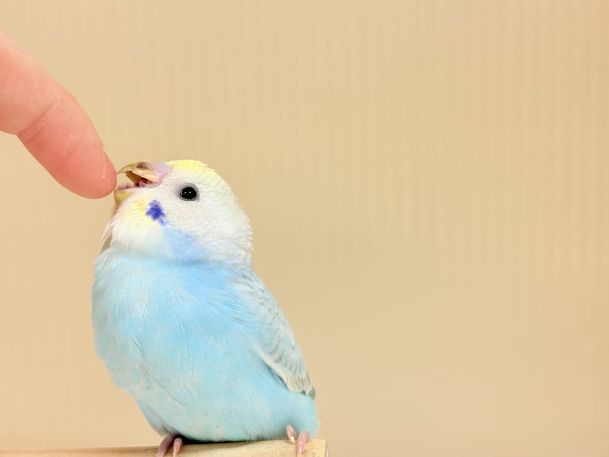 目が合ったら、それはお迎えの合図…🐥💖セキセイインコ(パステルレインボー) ヒナ セキセイインコ
