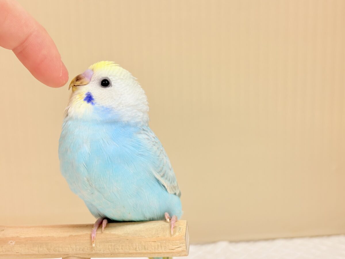 目が合ったら、それはお迎えの合図…🐥💖セキセイインコ(パステルレインボー) ヒナ セキセイインコ