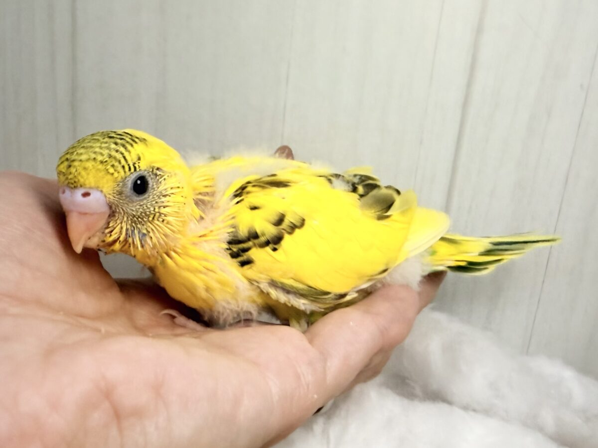 画像更新☆BOON🐝🍯ハチさんカラーの可愛いセキセイインコのヒナ(黄色のハルクイン)入荷しました❤️ セキセイインコ